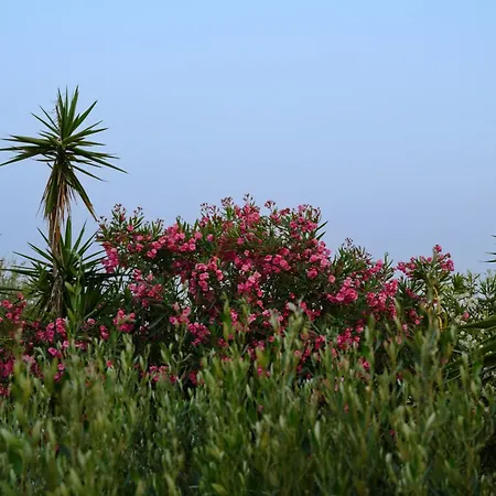 酒店 埃罗菲里酒店 卡沃斯